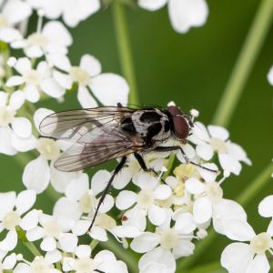 een schoonheid met alleen Latijnse naam (Anthomyia procellaris)