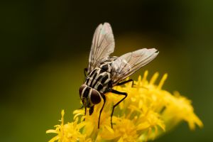 Graphomya maculata