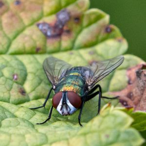 groene vleesvlieg